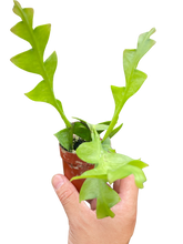 Load image into Gallery viewer, Shark Tooth Orchid Cactus