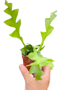 Shark Tooth Orchid Cactus