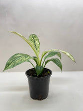 Load image into Gallery viewer, Spathiphyllum Jessica