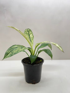 jessica peace lily Spathiphyllum Jessica – Mickey Hargitay Plants