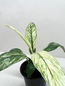 peace lily jessica Spathiphyllum Jessica – Mickey Hargitay Plants