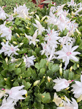 Load image into Gallery viewer, Zygocactus &#39;Christmas Cactus&#39;