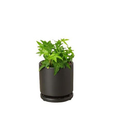 Load image into Gallery viewer, English Ivy Green California