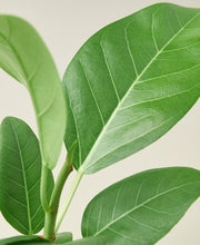 Load image into Gallery viewer, Ficus &#39;Audrey&#39;