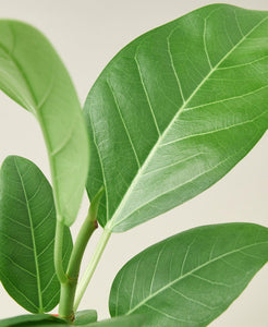 Ficus 'Audrey'