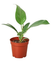 Load image into Gallery viewer, Ficus &#39;Audrey&#39;