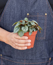 Load image into Gallery viewer, Peperomia &#39;Napoli Nights&#39; - 4&quot; Pot