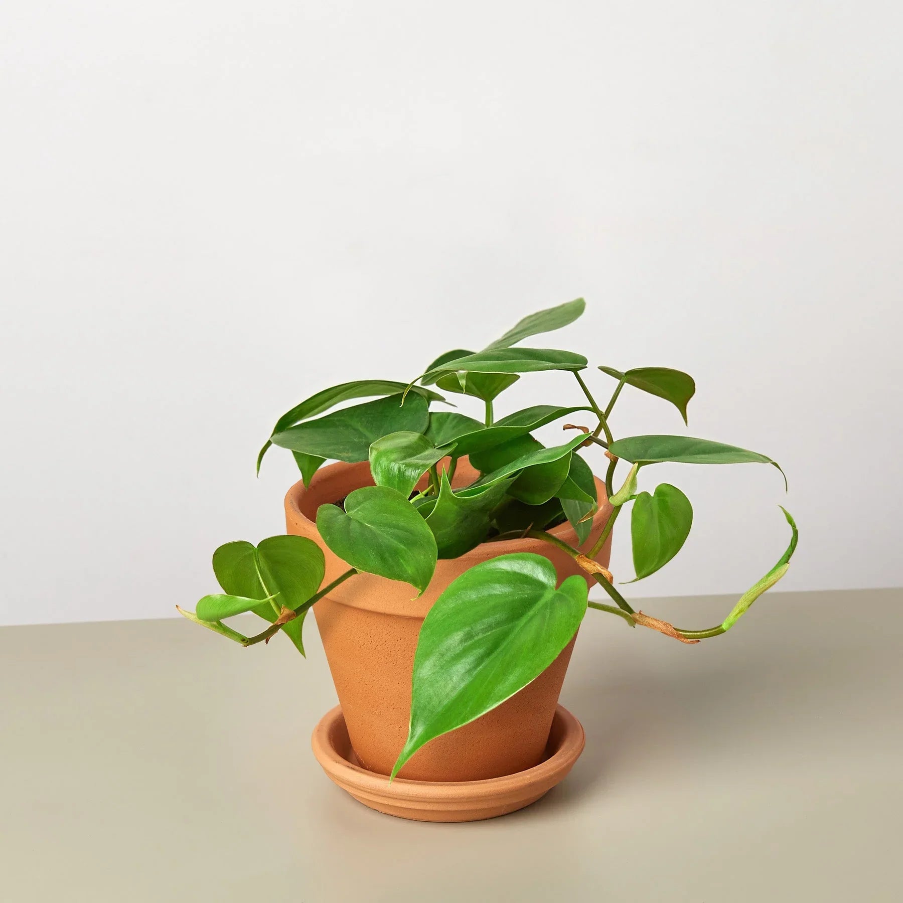pink heart leaf philodendron Philodendron Cordatum Heartleaf – Mickey Hargitay Plants