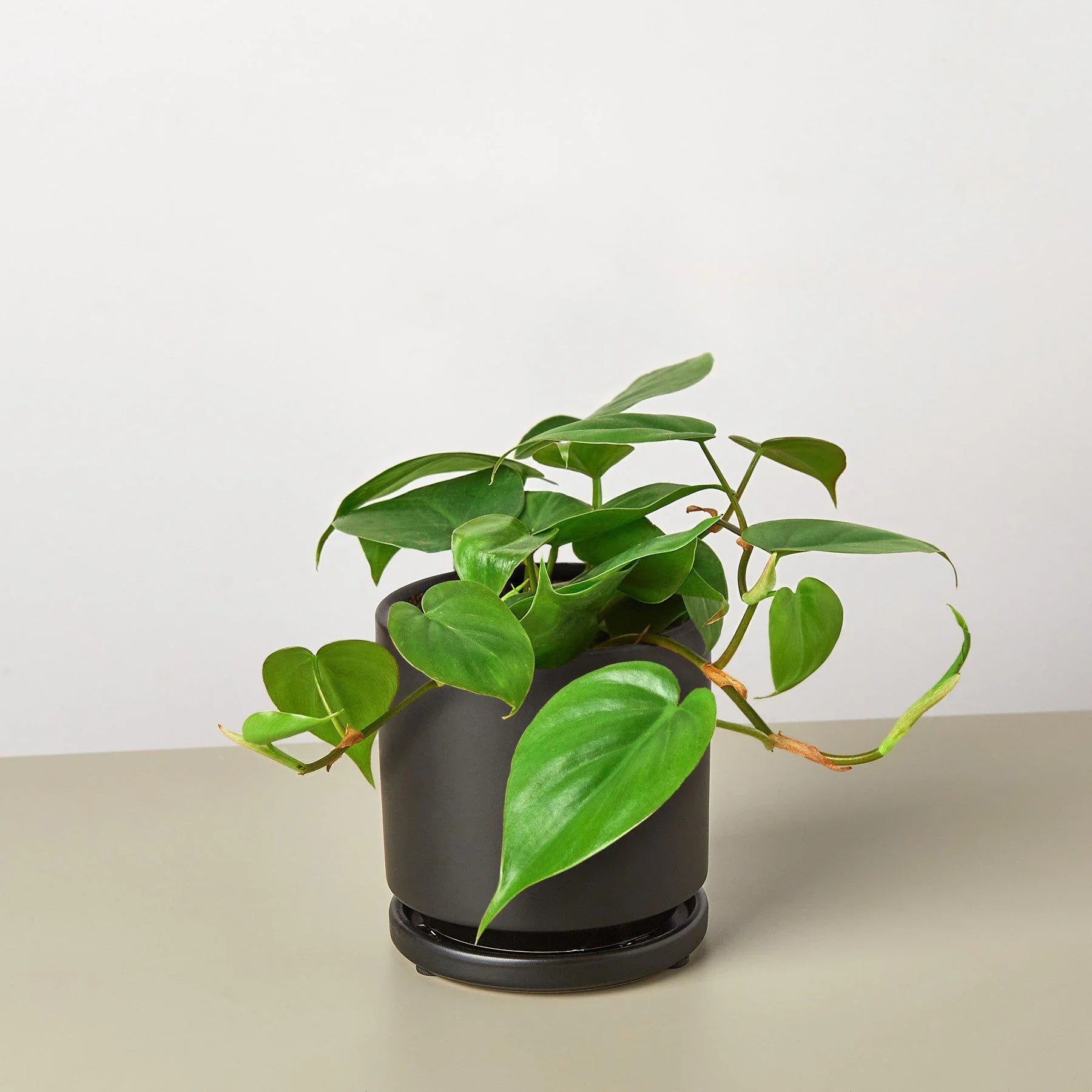 Philodendron Cordatum Heartleaf – Mickey Hargitay Plants