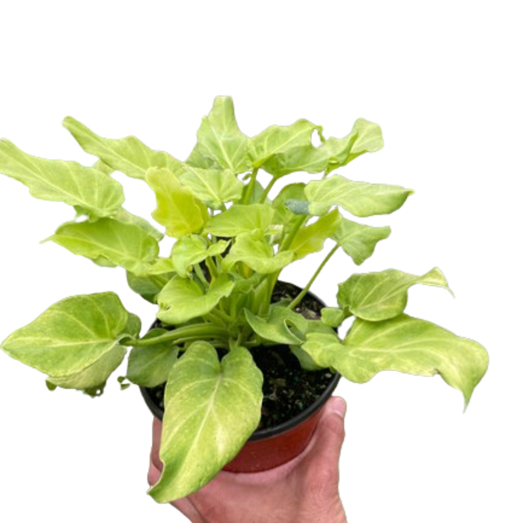 philodendron giant xanadu Philodendron 'Xanadu' Variegated – Mickey Hargitay Plants