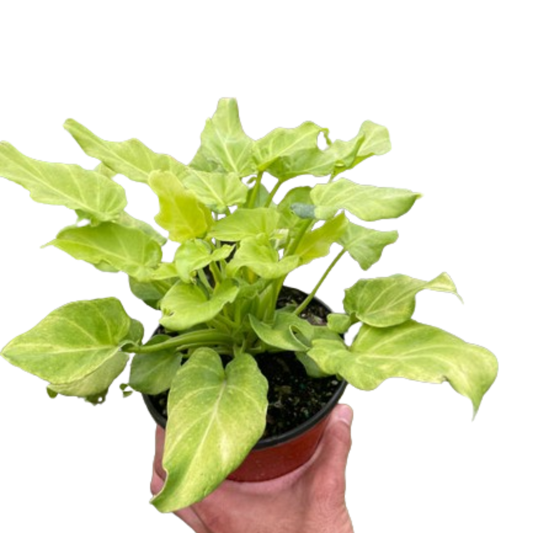 xanadu philodendron yellow leaves Philodendron 'Xanadu' Variegated – Mickey Hargitay Plants