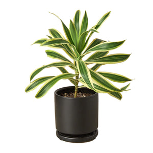 📬 Dracaena 'Song of India'