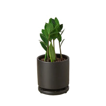 Load image into Gallery viewer, Zamioculcas Zamiifolia ZZ