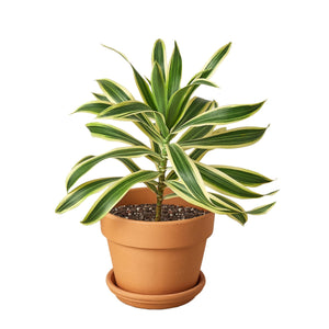 📬 Dracaena 'Song of India'