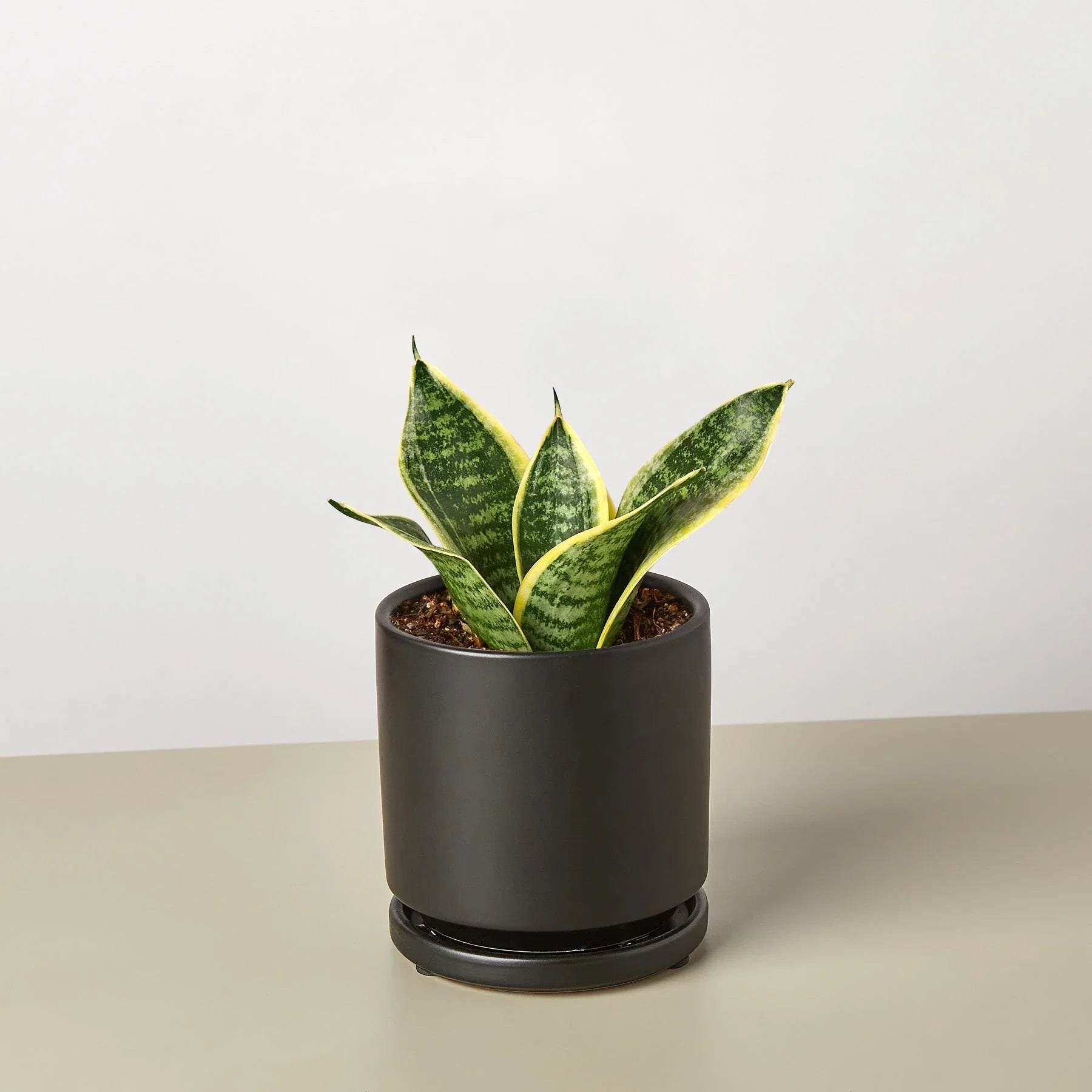 snake plant short Snake Plant Laurentii Dwarf – Mickey Hargitay Plants
