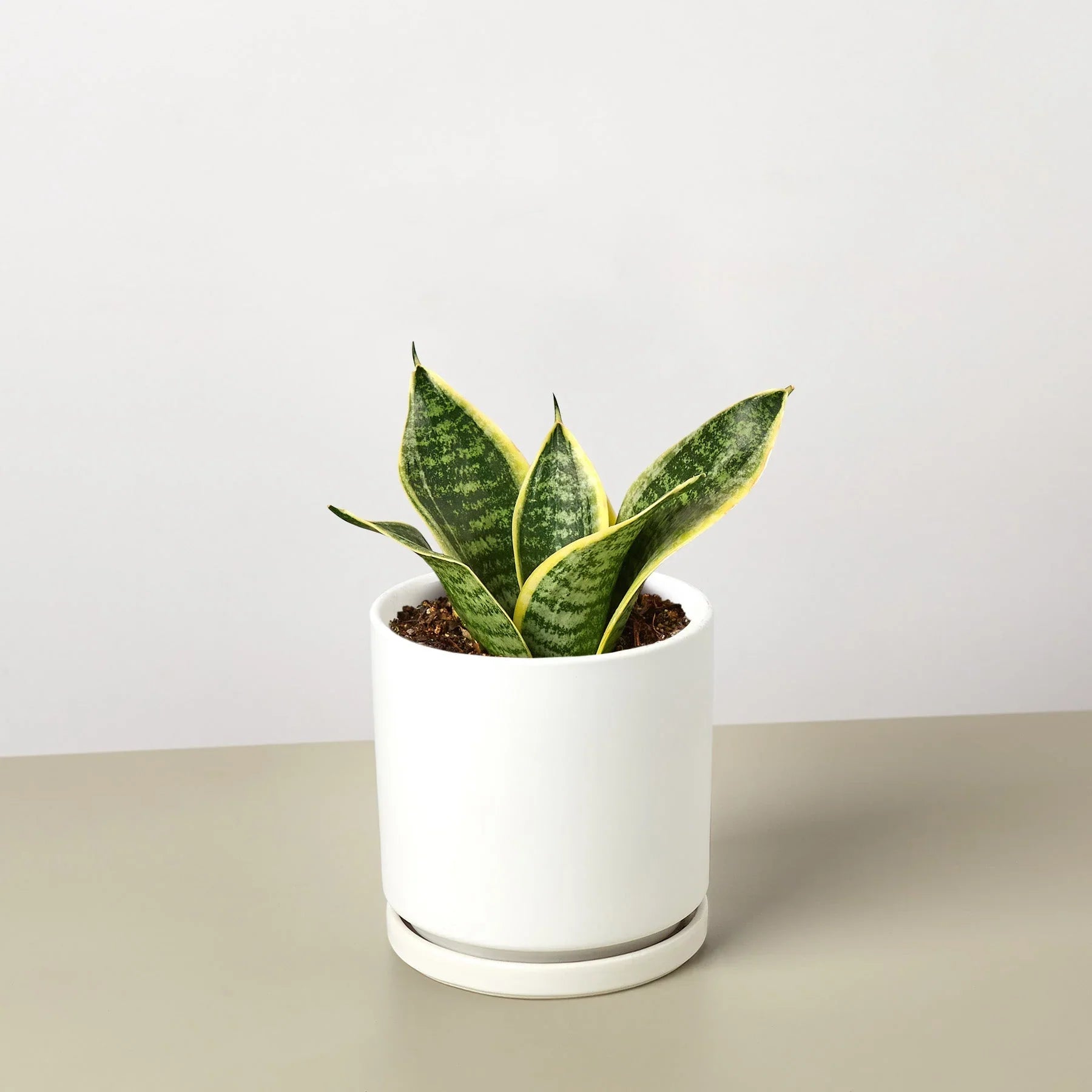 snake plant round Snake Plant Laurentii Dwarf – Mickey Hargitay Plants