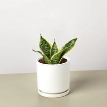 Load image into Gallery viewer, Snake Plant Laurentii Dwarf