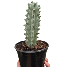 Load image into Gallery viewer, Succulent Cactus Ghost White Boobie