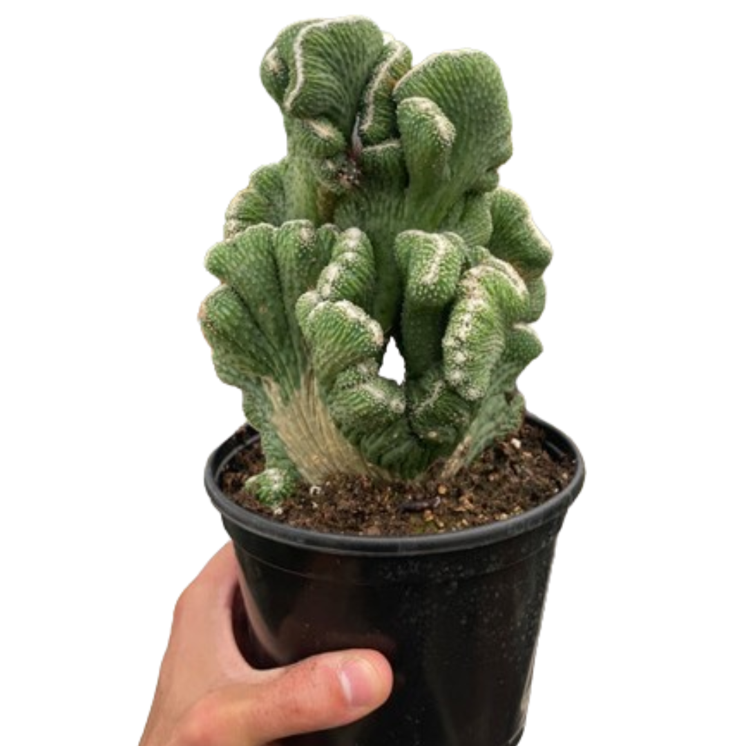 Succulent Cereus Coral Green – Mickey Hargitay Plants