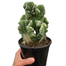 Load image into Gallery viewer, Succulent Cereus Coral Green