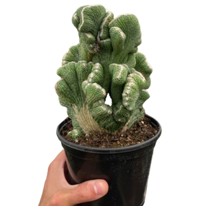 Succulent Cereus Coral Green