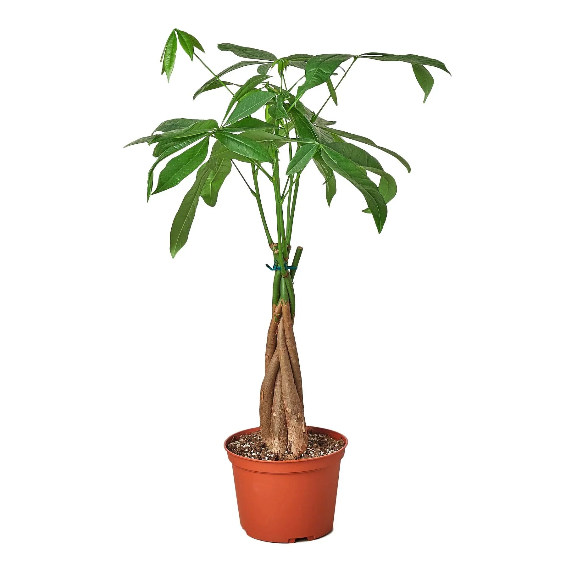 guiana chestnut vs money tree Money Tree 'Guiana Chestnut' Pachira Braid