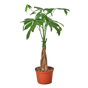 money tree braided plant Money Tree 'Guiana Chestnut' Pachira Braid – Mickey Hargitay Plants