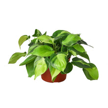 Load image into Gallery viewer, Philodendron &#39;Brasil&#39;