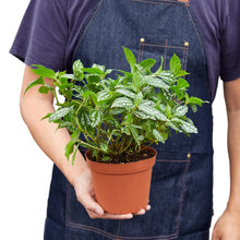 Load image into Gallery viewer, Pilea &#39;Aluminum&#39;