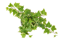 Load image into Gallery viewer, English Ivy &#39;Eva&#39;