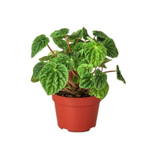 Load image into Gallery viewer, Peperomia &#39;Ripple&#39;