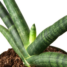 Load image into Gallery viewer, Snake Plant Starfish