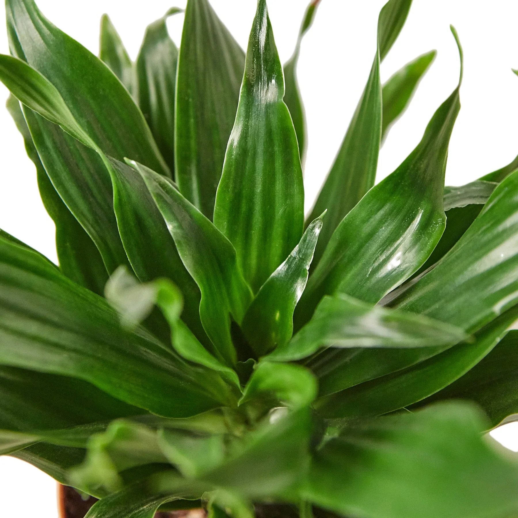 dracaena pineapple plant Dracaena 'Janet Craig' – Mickey Hargitay Plants
