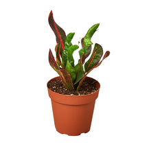 Load image into Gallery viewer, Croton &#39;Mammy&#39;