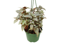 Load image into Gallery viewer, Pilea Ellen - In 6&quot; Pot