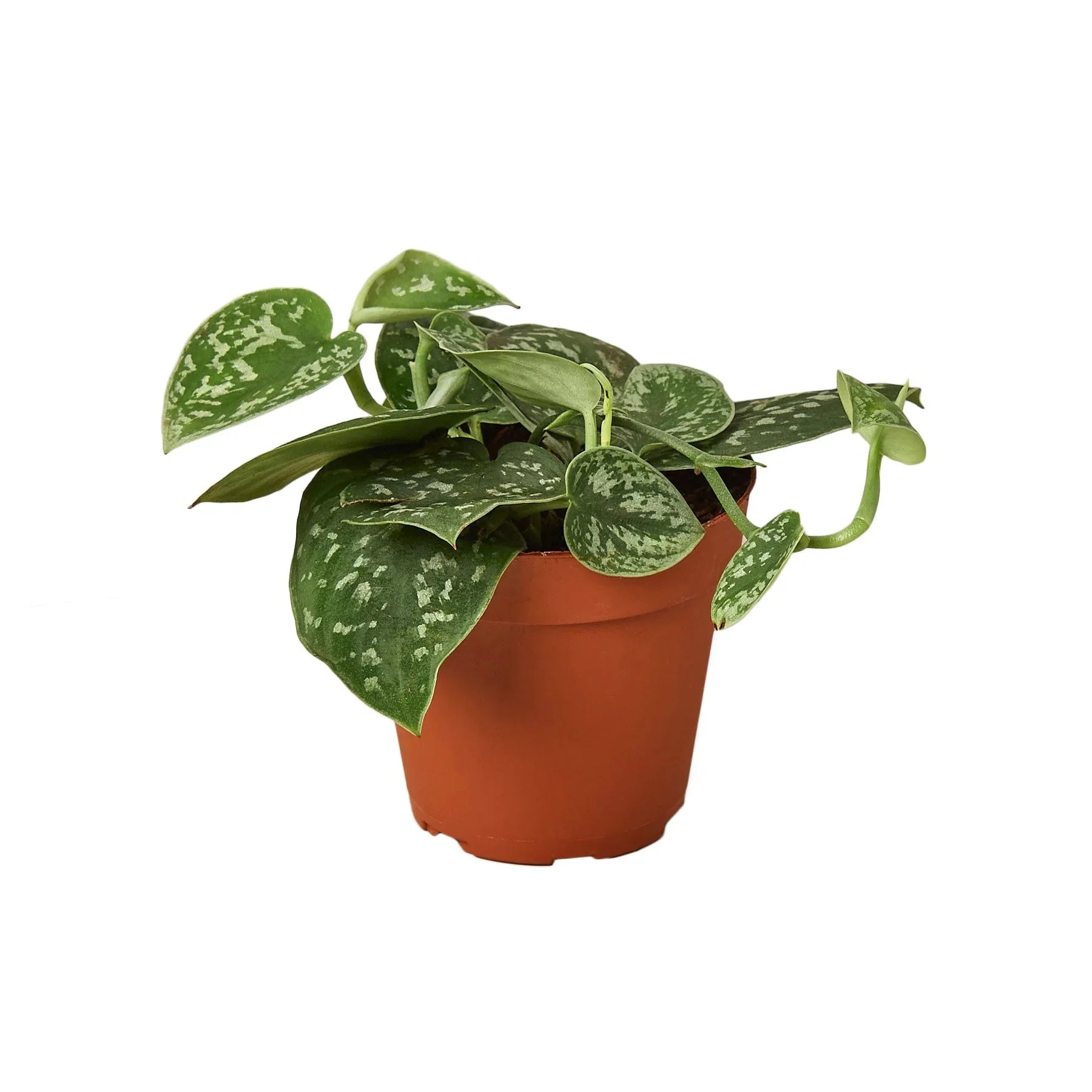 tropical pothos Pothos 'Satin' Live Plant, 4