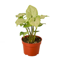 Load image into Gallery viewer, Syngonium White Butterfly