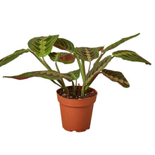 Load image into Gallery viewer, Maranta Red Prayer