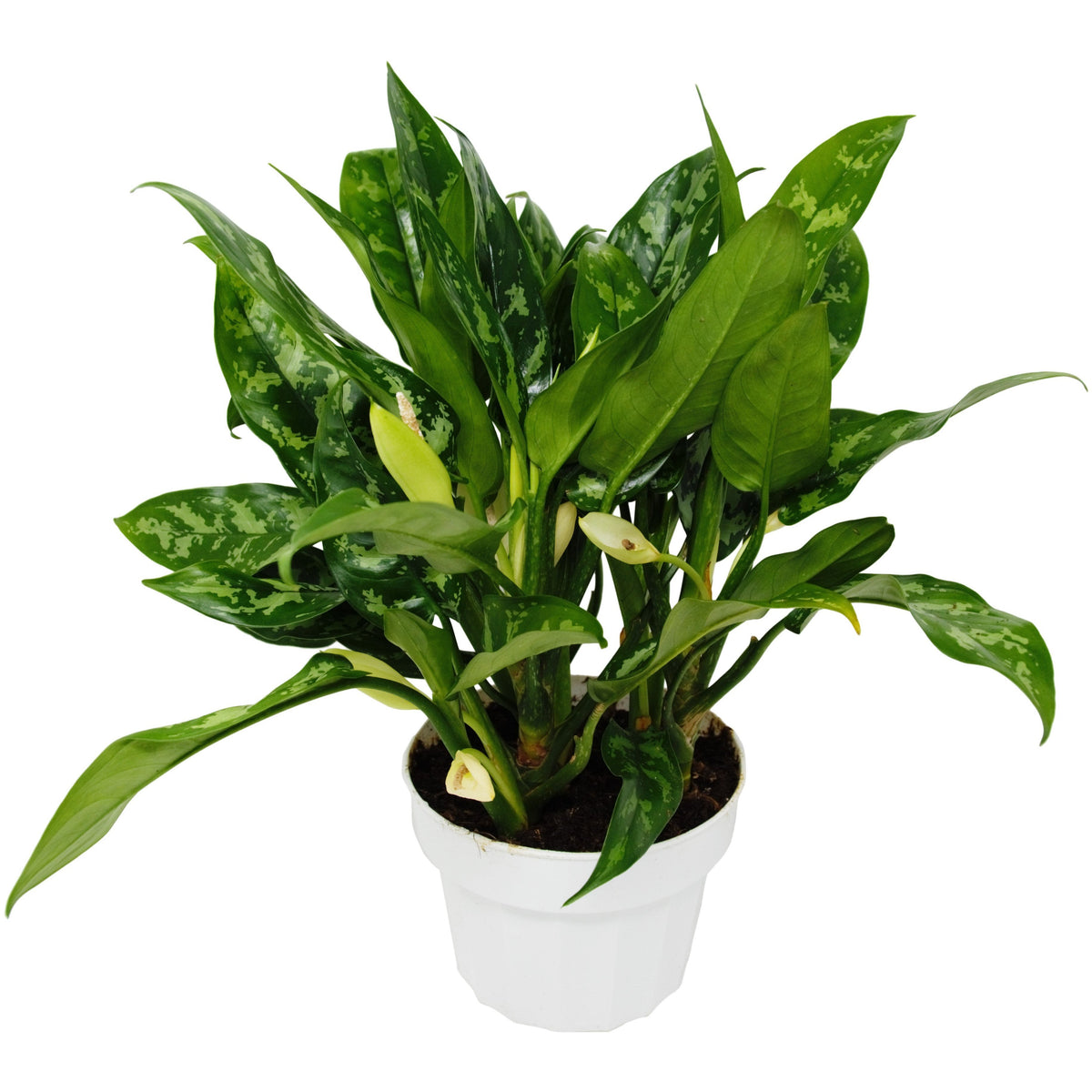 Chinese Evergreen 'Maria' – Mickey Hargitay Plants