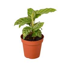 Load image into Gallery viewer, Calathea Concinna &#39;Freddie&#39;