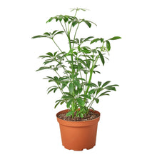 Load image into Gallery viewer, Schefflera Arboricola &#39;Umbrella&#39;