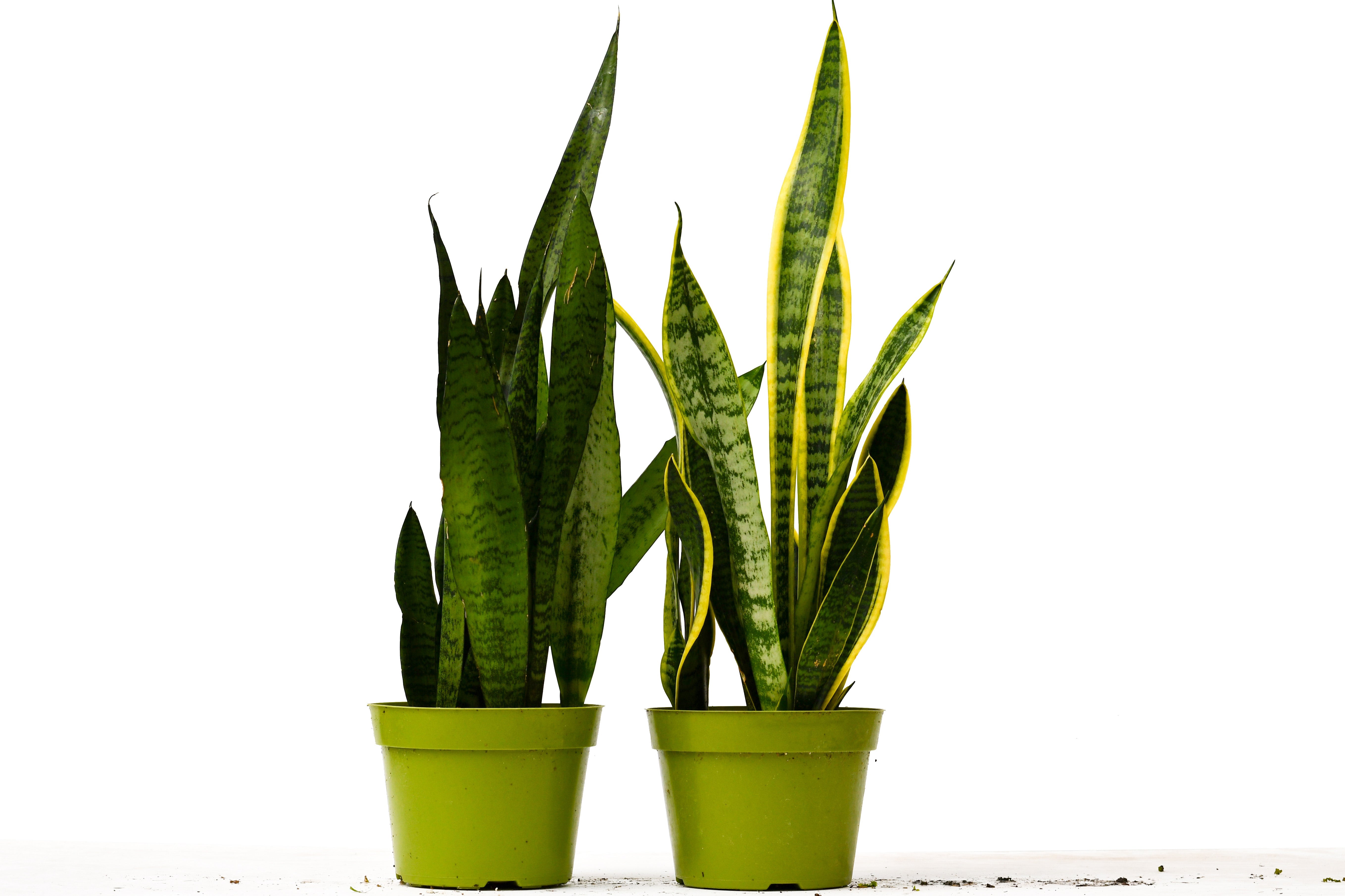 sansevieria hanging 2 Snake (Sansevieria) Plant Variety Pack