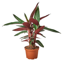 Load image into Gallery viewer, Stromanthe Sanguinea