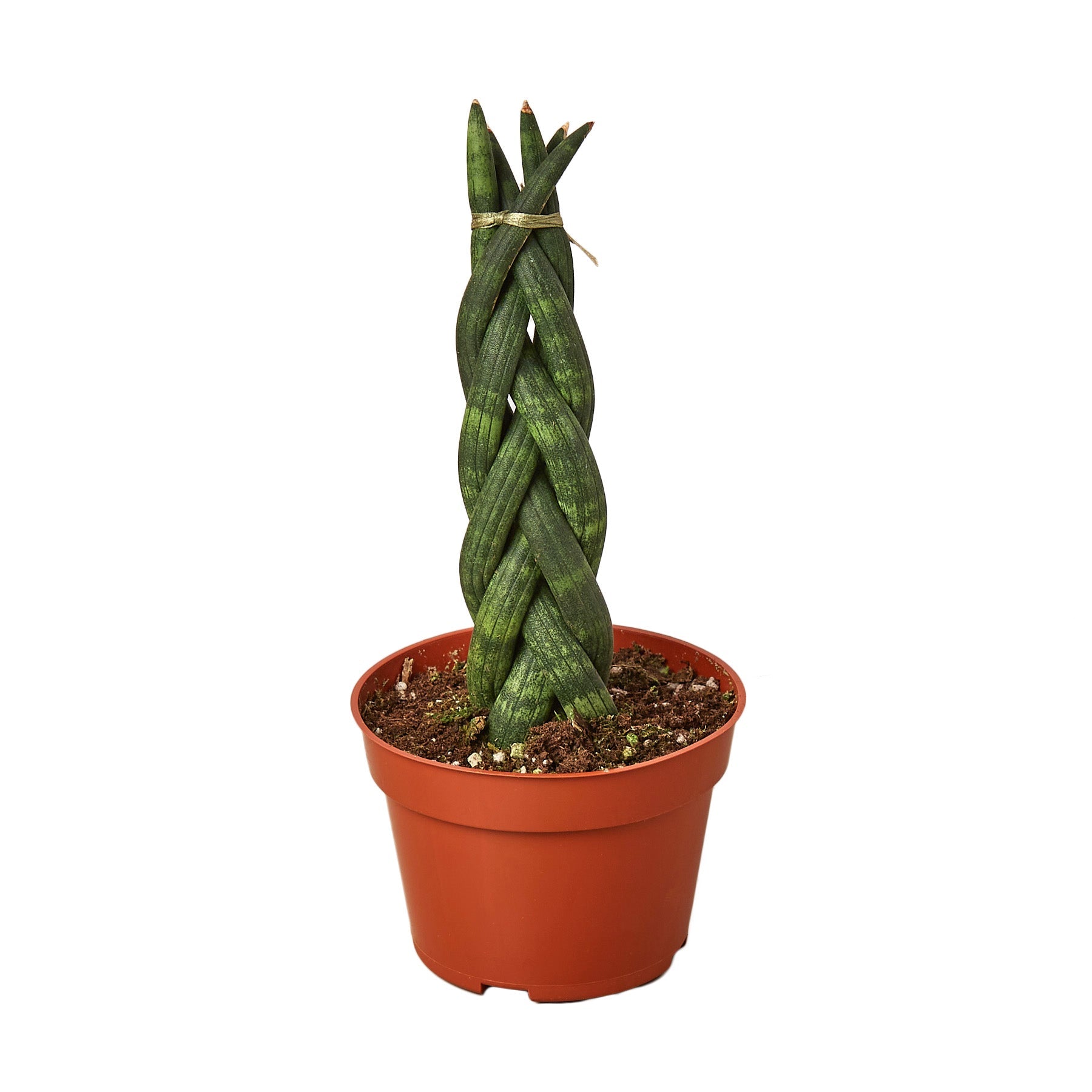 sansevieria trançada Snake Plant Braided