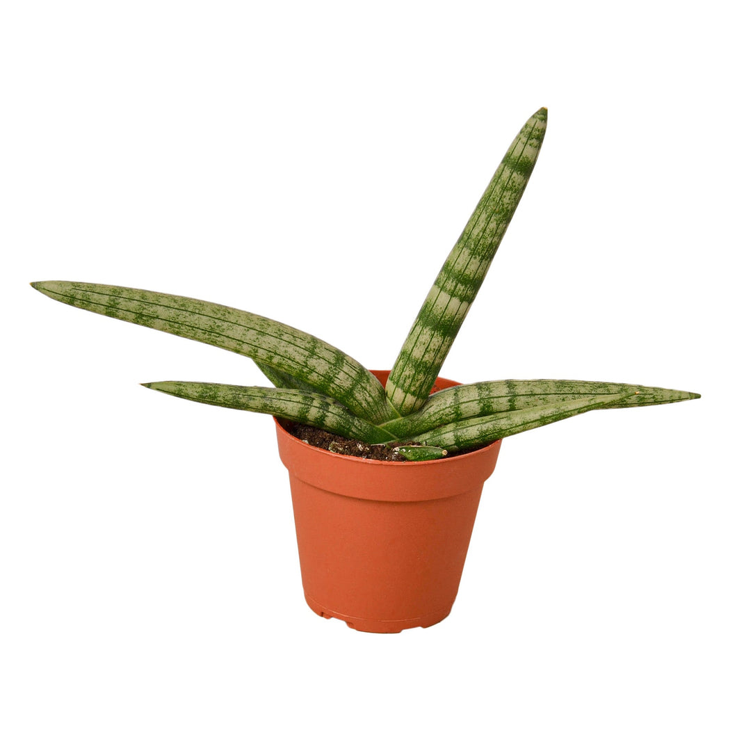starfish succulent for sale Snake Plant 'Starfish' 3" Pot