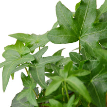Load image into Gallery viewer, English Ivy Green California