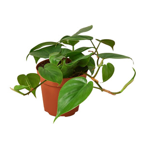 philodendron cordatum information Philodendron Cordatum Heartleaf – Mickey Hargitay Plants