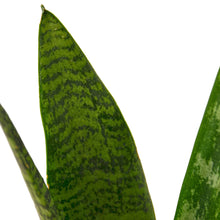 Load image into Gallery viewer, Snake Plant &#39;Zeylanica&#39;
