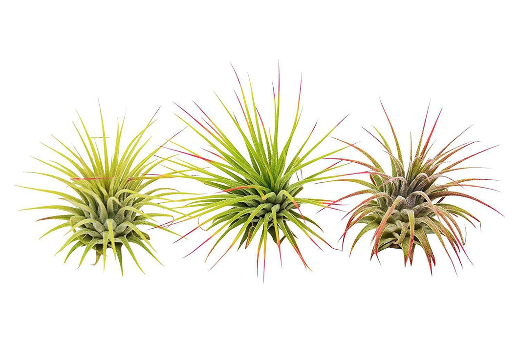 📬 3 Ionantha Guatemala Air Plants / Blooms