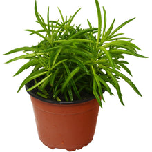 Load image into Gallery viewer, Peperomia &#39;Green Bean&#39;